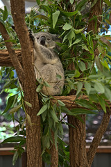 Koala bear in Australia on a tree