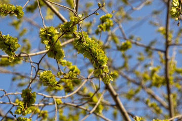 New England Spring Bloom