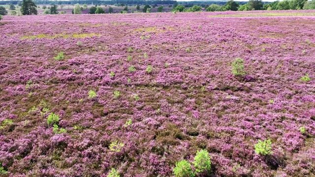 L&uuml;neburger Heide (Lande de Lunebourg) et fleurs de bruy&egrave;res en vue a&eacute;rienne.