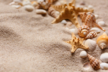 Fototapeta na wymiar Closeup of a starfish and some seashells and conches on the sand