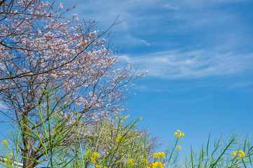 春の川沿いに咲く桜と菜の花【福岡県行橋市】