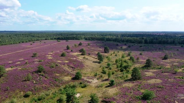 L&uuml;neburger Heide (Lande de Lunebourg) et fleurs de bruy&egrave;res en vue a&eacute;rienne.