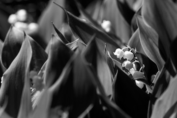 Lily of the valley muguet flower black and white