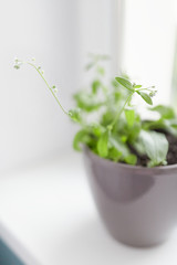 A young seedling of a forget-me-not plant with a small white flower at the top. Growing in the pot on the window sill. Copyspace. 