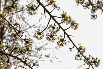 New England Spring Bloom