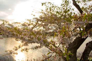 Sunset Cherry Blossom Tree
