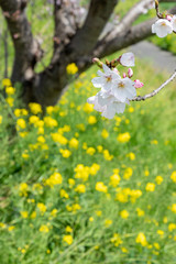 春の川沿いに咲く桜と菜の花【福岡県行橋市】