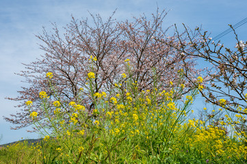 Fototapeta premium 春の川沿いに咲く桜と菜の花【福岡県行橋市】