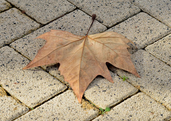 hoja de sauce en otoño sobre los adoquines del camino 