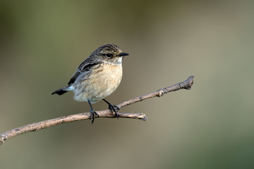tarabilla hembra en una rama con fondo verde  (saxicola rubicola) Marbella Andalucía España