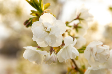New England Spring Bloom