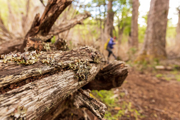 old stump in the forest