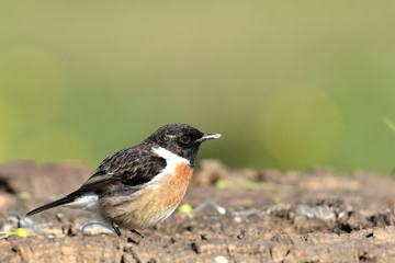 tarabilla comiendo en el suelo con fondo verde  (saxicola rubicola) Marbella Andalucía España