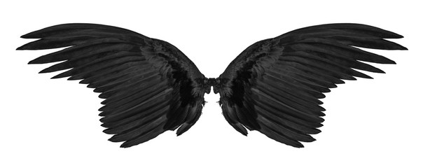 black wing isolated on white background.