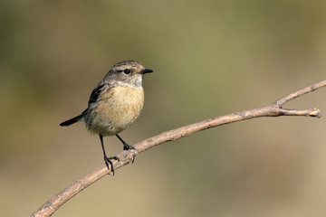 tarabilla hembra en una ramita de arbusto  (saxicola rubicola) Marbella Andalucía España