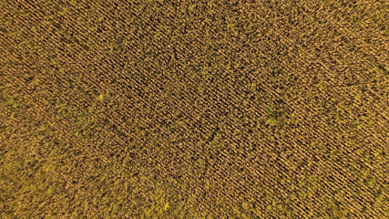 Aerial drone photo showing severe drought conditions affecting the corn crop fields