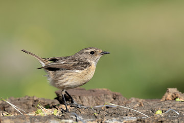 tarabilla en un corcho viejo con tallos verdes  (saxicola rubicola) Marbella Andalucía España