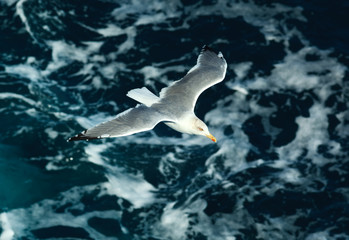 Seagull close-up in flight against the background of sea waves.