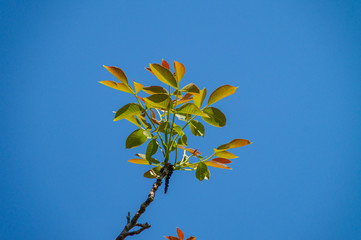 Colori delle foglie della pianta delle noci in primavera