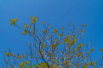 Colori delle foglie della pianta delle noci in primavera