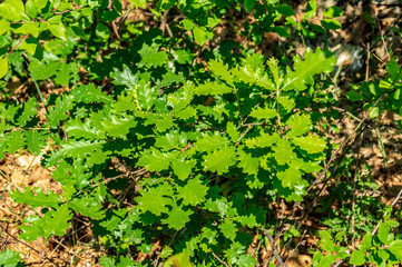 Foglie della quercia in primavera