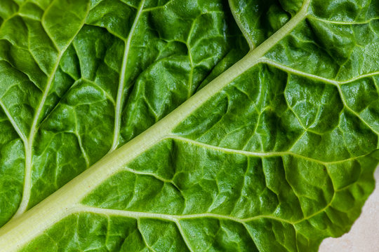Closeup of organic spinach leaf