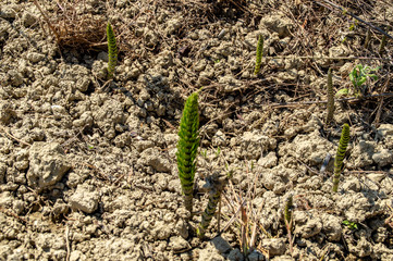 Equiseto in primavera
