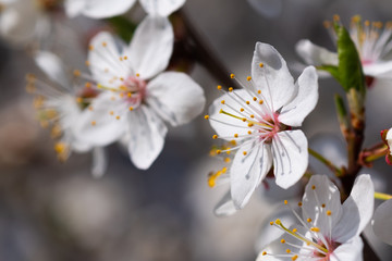 Blossoming of cherry in the spring. Cherry flowers close-up.