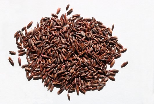 Pile Of Forage Grain Seeds Isolated On White In Sun