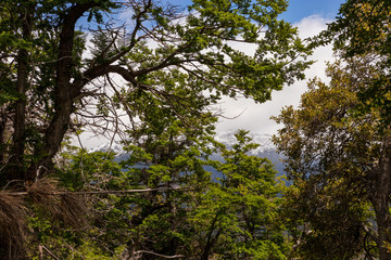 trees in the forest
