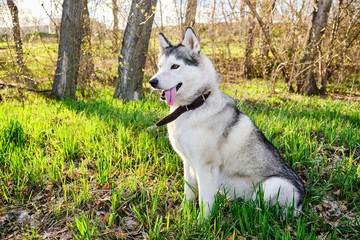 Purebred husky dog sits on the lawn with its tongue hanging out.