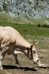 Cow grazing in the mountains representing free cattle from the high mountains in the middle of nature.