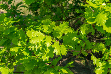 Fototapeta na wymiar Foglie della quercia in primavera