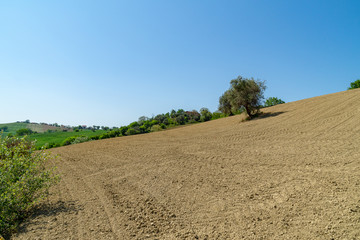 Fototapeta na wymiar Paesaggio rurale marchigiano in primavera