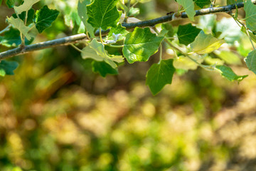 Foglie del pioppo bianco in primavera