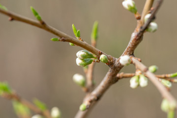 Closeup branch with beautiful blooming pear tree flowers in garden