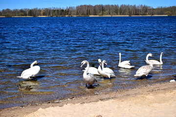 Лебеди на озере