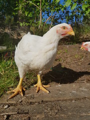 What the Cluck!