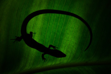 lizard  shadow on a green leave