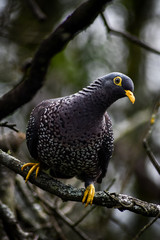 black and yellow pigeon 