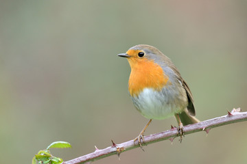 petirrojo europeo posado en una rama de zarzamora  ( erithacus rubecula ) Marbella Andalucía España