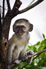 baby green monkey