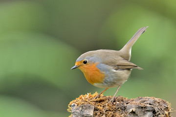 petirrojo en un tronco con musgo   ( erithacus rubecula ) Marbella Andalucía España