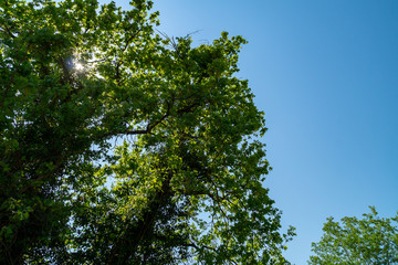 Sole dietro la quercia in primavera