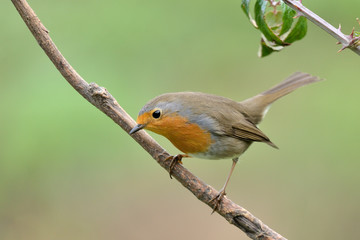 petirrojo observando desde una rama de zarzamora   ( erithacus rubecula ) Marbella Andalucía España