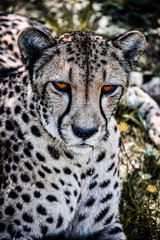 cheetah eyes