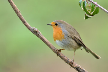 petirrojo sobre un zarzamora con fondo verde   ( erithacus rubecula ) Marbella Andalucía España