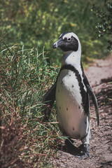 Fototapeta premium penguin on the beach