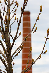 Tree branches in a city park against the background of a factory pipe