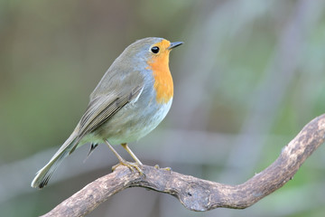 petirrojo en una rama y fondo verde   ( erithacus rubecula ) Marbella Andalucía España